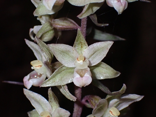 Violet helleborine (Epipactis purpurata)