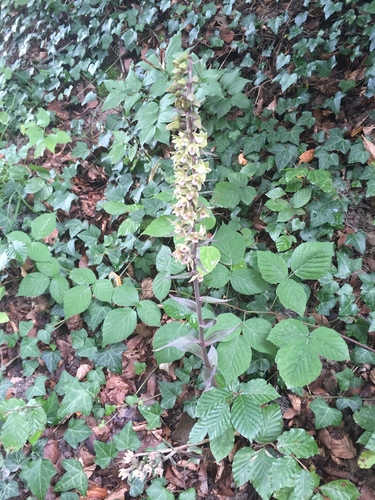 Violet helleborine (Epipactis purpurata)
