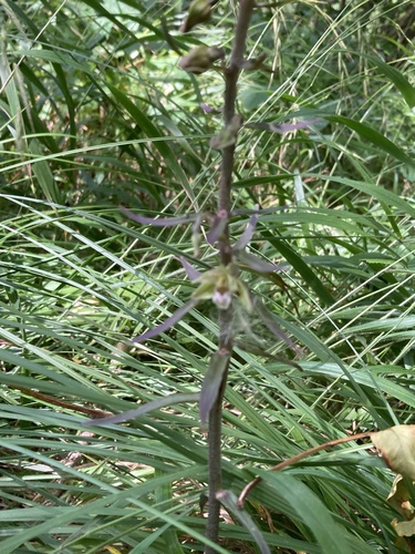 Violet helleborine (Epipactis purpurata)