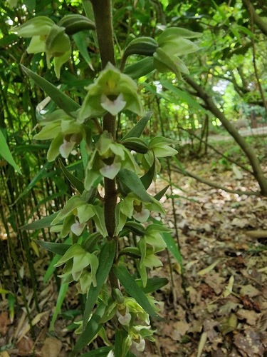 Violet helleborine (Epipactis purpurata)
