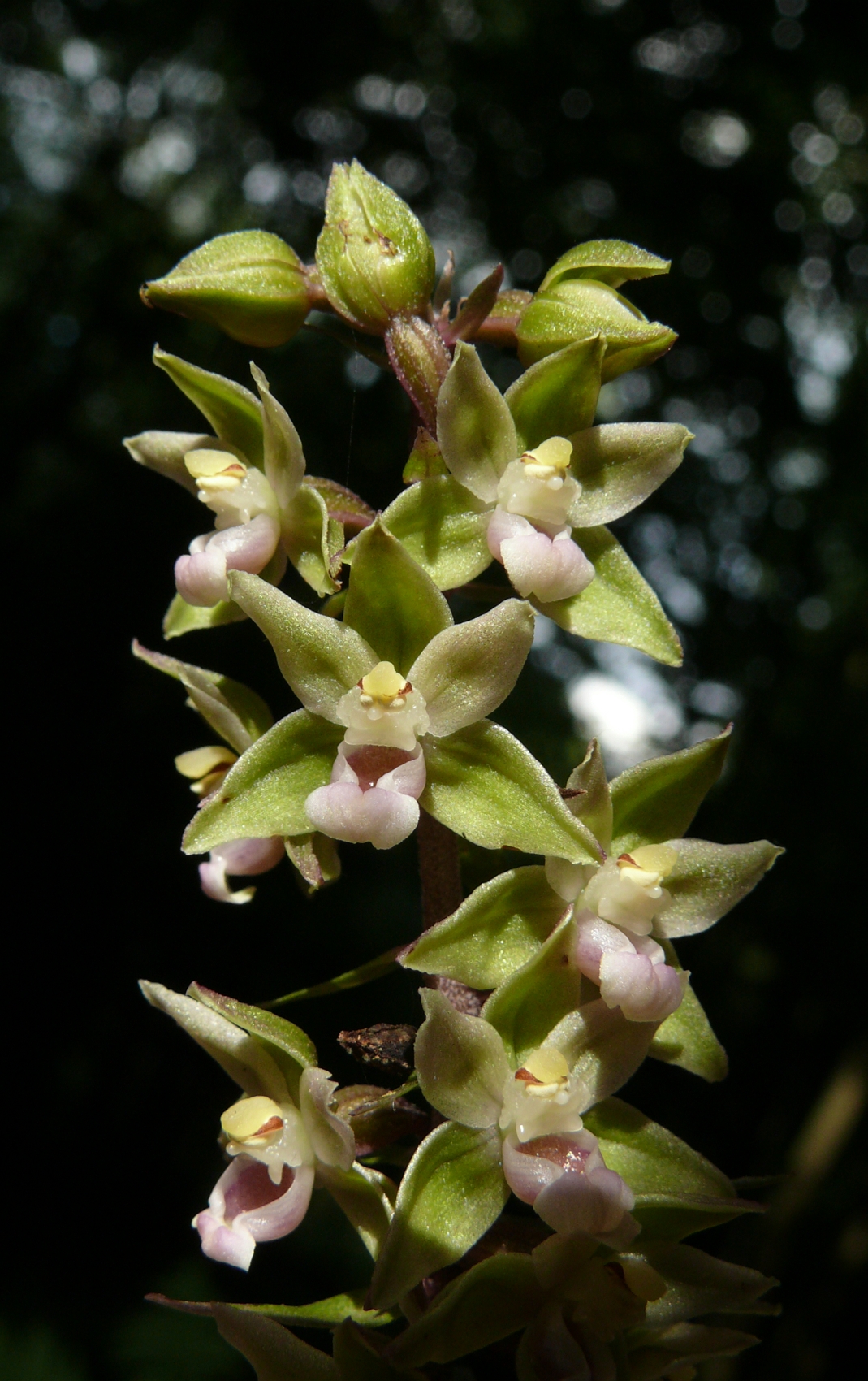 Violet helleborine: Epipactis purpurata , Schwäbisch-Fränkische Waldberge, Germany