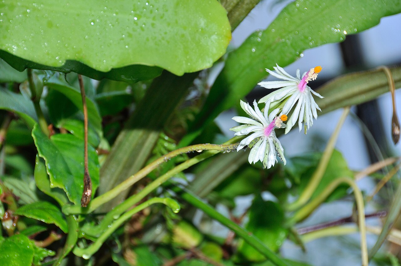 Epiphyllum baueri: Epiphyllum baueri