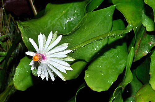 Epiphyllum baueri: Epiphyllum baueri