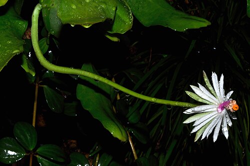 Epiphyllum baueri: Epiphyllum baueri