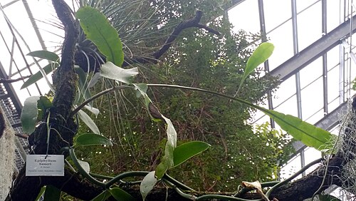 Epiphyllum baueri: Epiphyllum baueri