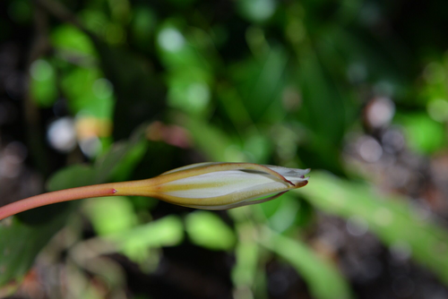 Epiphyllum cartagense: Epiphyllum cartagense
