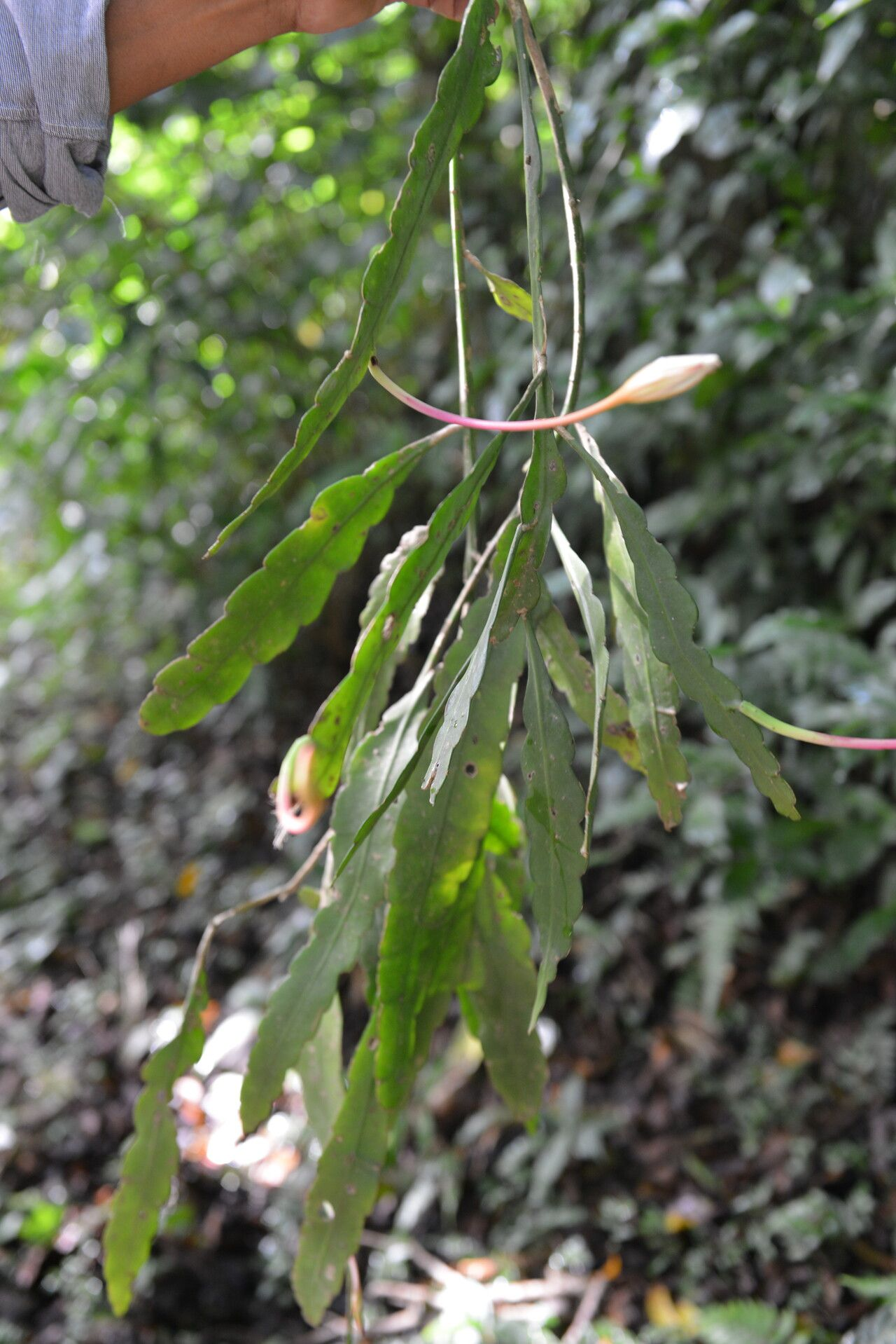 Epiphyllum cartagense: Epiphyllum cartagense