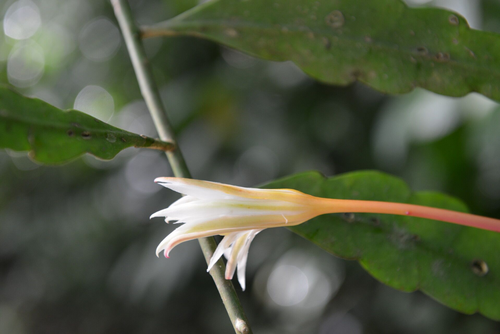 Epiphyllum cartagense: Epiphyllum cartagense