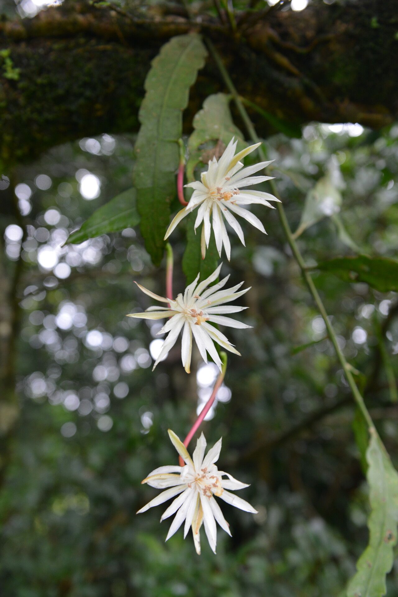 Epiphyllum cartagense: Epiphyllum cartagense