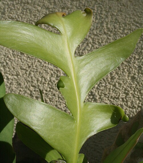 Epiphyllum chrysocardium: Selenicereus chrysocardium (according to IPNI ) Selenicereus chrysocardius