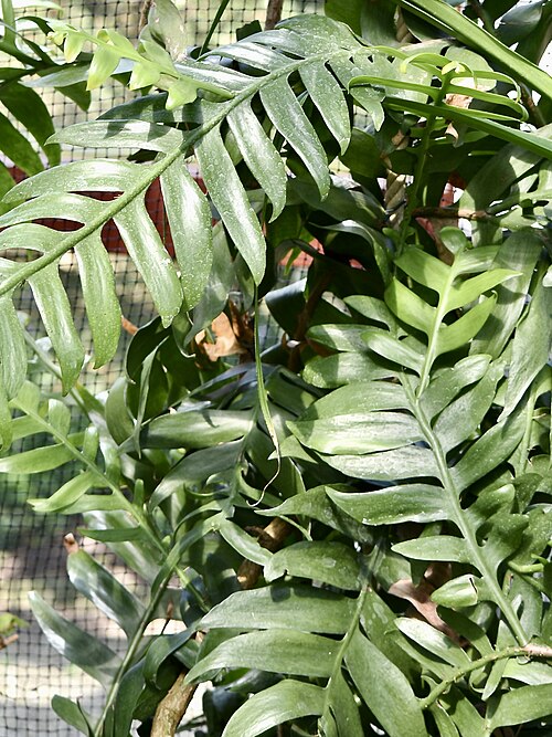 Epiphyllum chrysocardium: Selenicereus chrysocardium. Berggarten Hannover.