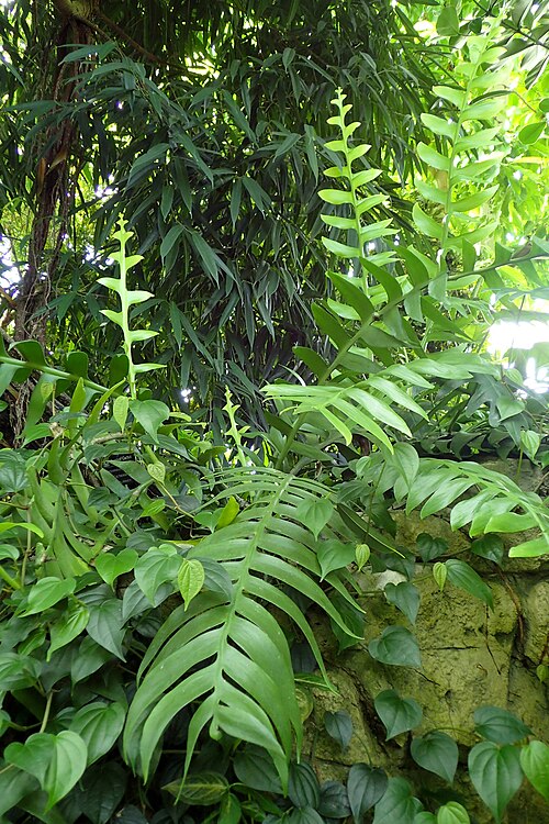 Epiphyllum chrysocardium: Selenicereus chrysocardium in Boltz Conservatory, Madison, Wi