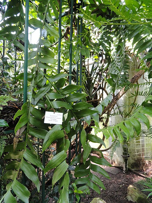 Epiphyllum chrysocardium: Botanical specimen in the Palmengarten, Frankfurt am Main, Germany.
