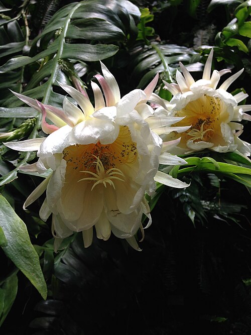 Epiphyllum chrysocardium: Selenicereus chrysocardium at the Bergius garden in Stockholm, 2013