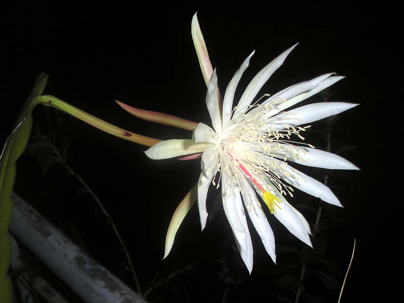 Climbing cactus: Epiphyllum_strictum