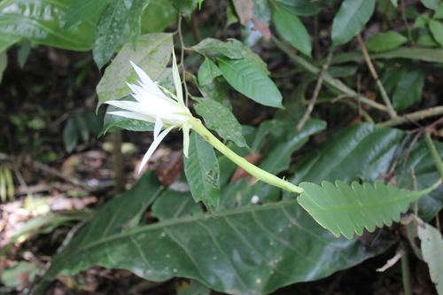 Climbing cactus (Epiphyllum hookeri)