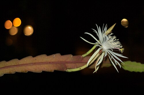 Climbing cactus: This is a night-blooming plant, Epiphyllum hookeri . The bloom opened well after dark, and was droopy by the next morning. I also think it is interesting to not