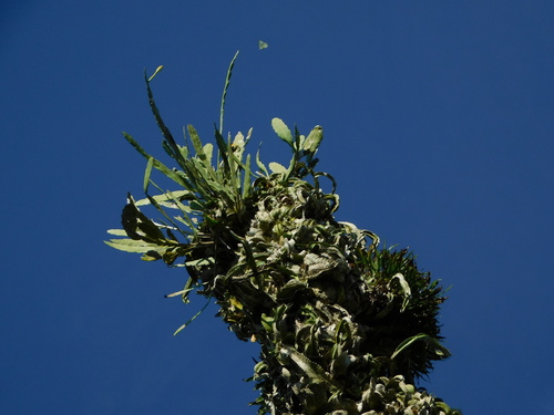 Climbing cactus (Epiphyllum hookeri)