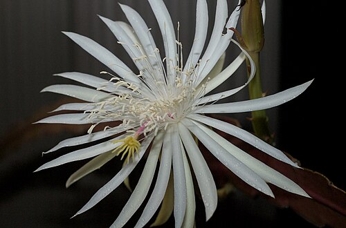 Climbing cactus: DSC_6671