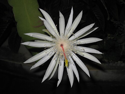 Climbing cactus: Fleur de Lune qui s'est épanouit vers 21h à Jakarta, Indonésie. Photo prise à 0h20 le 4 septembre 2011