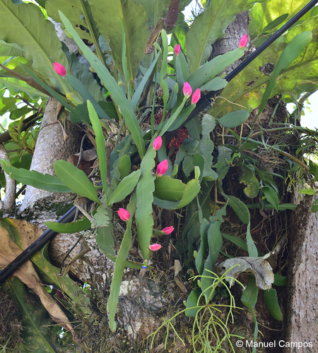Climbing cactus (Epiphyllum hookeri)