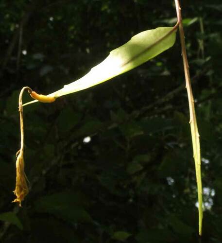 Climbing cactus (Epiphyllum hookeri)