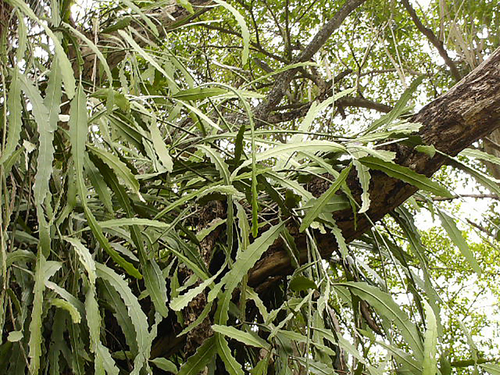 Climbing cactus (Epiphyllum hookeri)