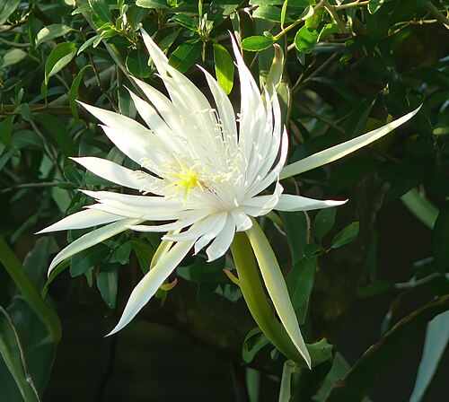 Climbing cactus: Cactus flower -- Epiphyllum hookeri Synonyms Homotypic Cereus hookeri Link & Otto, Cat. Sem. Hort. Berol, nom. inval., 1828. Phyllocactus hookeri (Haw.) Salm-Dy