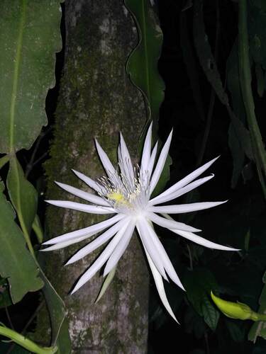 Climbing cactus (Epiphyllum hookeri)