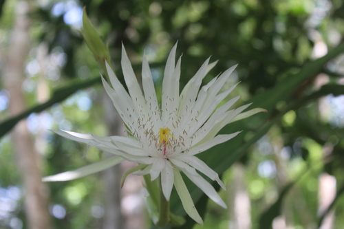 Climbing cactus (Epiphyllum hookeri)