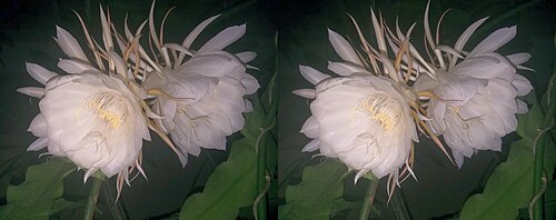 Dutchman's pipe cactus: 3D - Queen of Night - two Epiphyllum Oxypetalum , clicked in a private garden in Bangalore, India. Parallel view images taken consecutively and combined for Ste