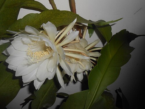 Dutchman's pipe cactus: Epiphyllum oxypetalum