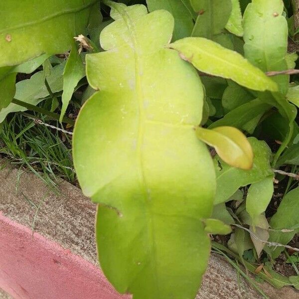 Dutchman's pipe cactus (Epiphyllum oxypetalum)
