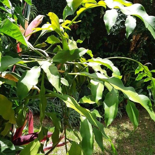 Dutchman's pipe cactus (Epiphyllum oxypetalum)