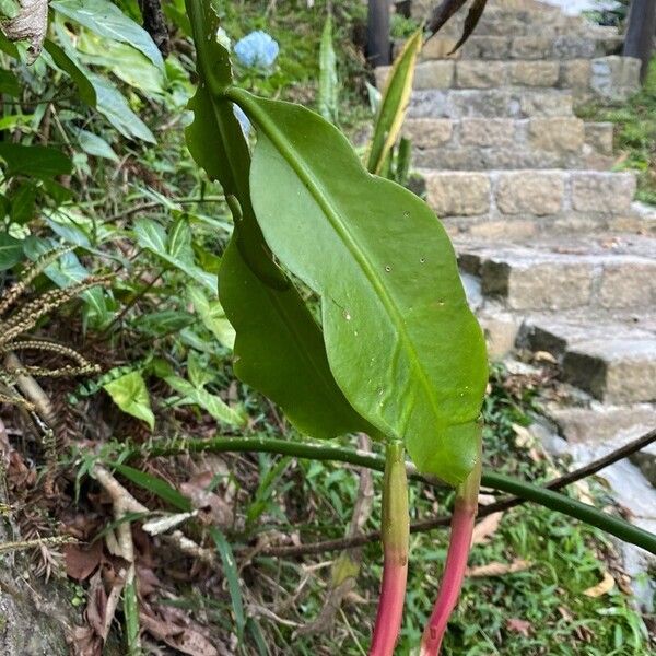 Dutchman's pipe cactus (Epiphyllum oxypetalum)