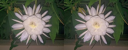 Dutchman's pipe cactus: 3D - Queen of Night - single Epiphyllum Oxypetalum , clicked in a private garden in Bangalore, India. Parallel view images taken consecutively and combined for