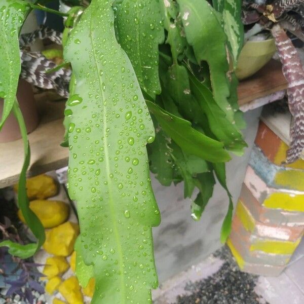 Dutchman's pipe cactus (Epiphyllum oxypetalum)