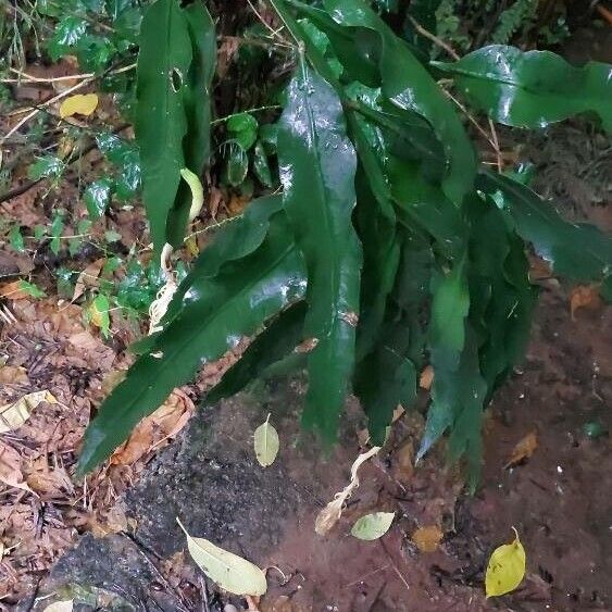 Dutchman's pipe cactus (Epiphyllum oxypetalum)
