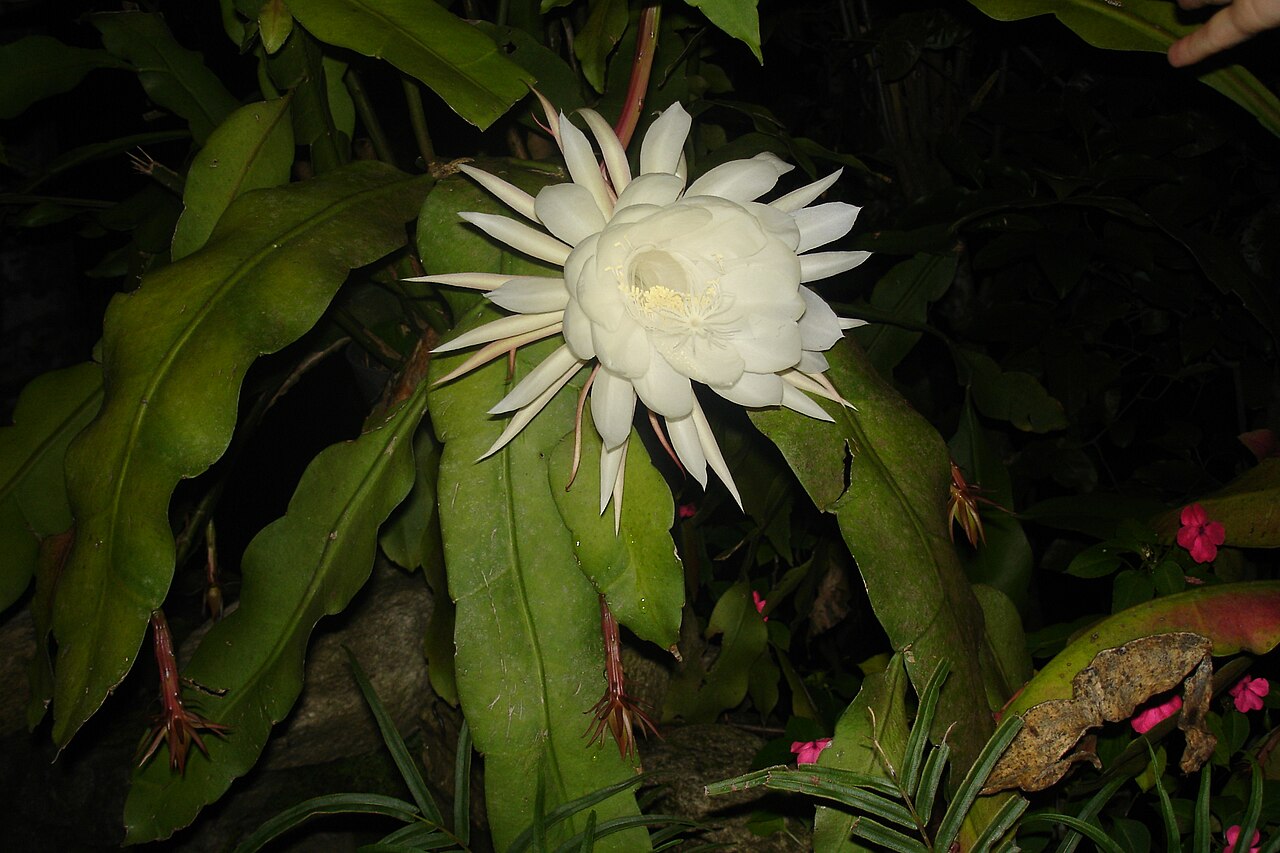Dutchman's pipe cactus: Epiphyllum oxypetalum or Night Blooming Cereus. Maracay , Venezuela.