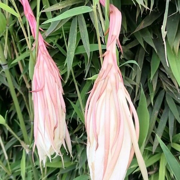 Dutchman's pipe cactus (Epiphyllum oxypetalum)