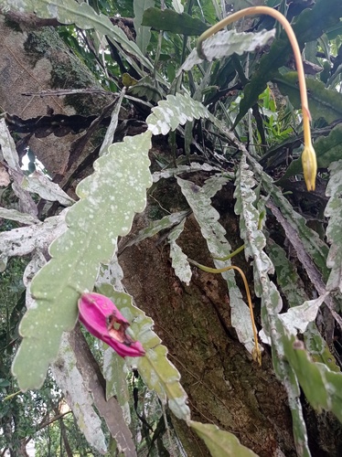 Climbing cactus (Epiphyllum phyllanthus)