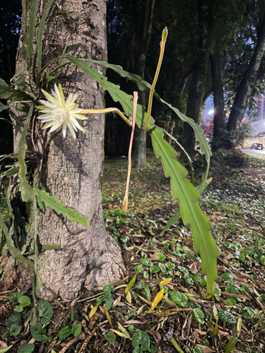 Climbing cactus (Epiphyllum phyllanthus)