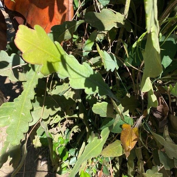 Climbing cactus (Epiphyllum phyllanthus)