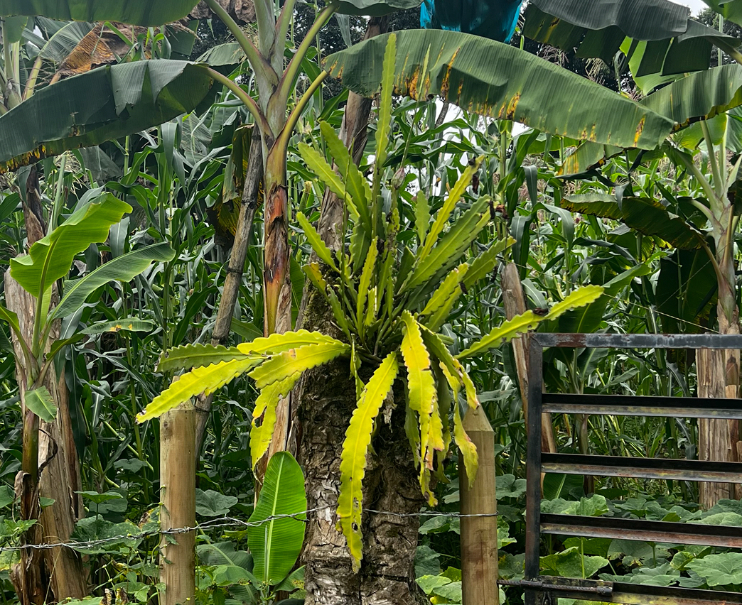 Climbing cactus: Epiphyllum phyllanthus in Colombia