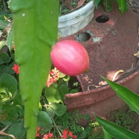 Climbing cactus (Epiphyllum phyllanthus)