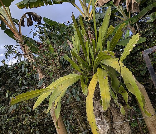 Climbing cactus: Epiphyllum phyllanthus in Colombia