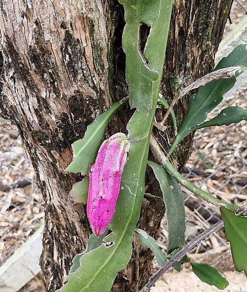 Climbing cactus: Epiphyllum phyllanthus, Bauru, SP, Brasil, 2025-06-21 (iNaturalist).