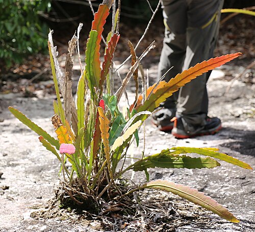 Climbing cactus: Epiphyllum phyllanthus in French Guiana