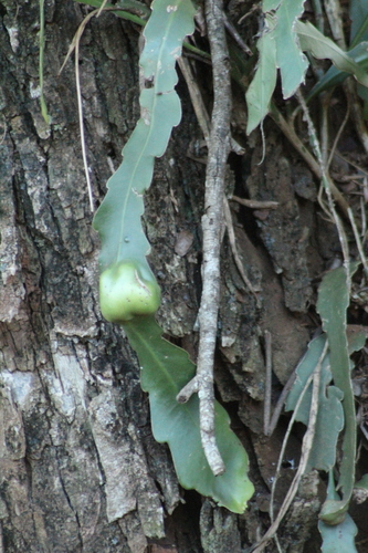 Climbing cactus (Epiphyllum phyllanthus)