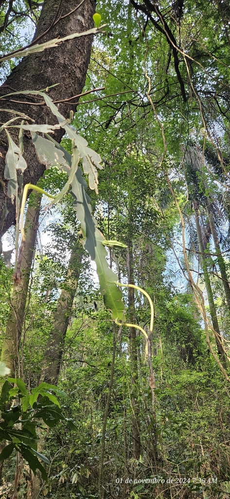 Climbing cactus (Epiphyllum phyllanthus)